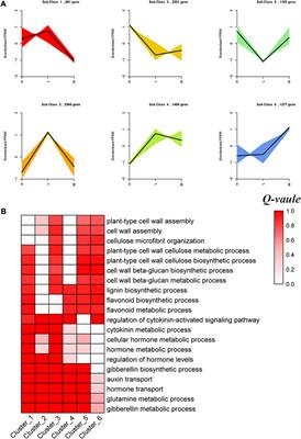 Integration of transcriptome and metabolome analyses reveals key lodging-resistance-related genes and metabolic pathways in maize